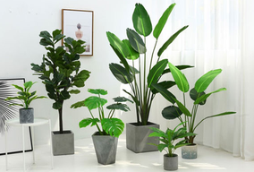 選擇綠植租擺為何比買綠植合適呢？